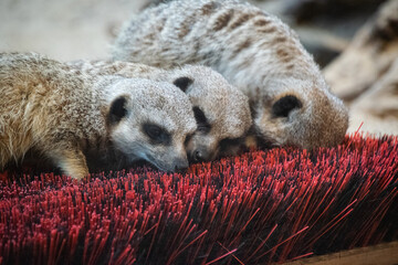 Close up of meerkats cuddling together