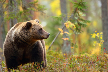 Bear in a forest looking at side