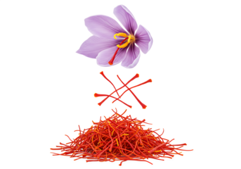 Beautiful purple saffron flower with red stigmas and aromatic spice pile Isolated on transparent background