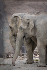 Fototapeta premium Two big elephants in the zoo