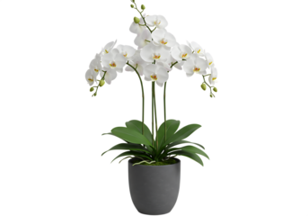 Elegant white orchid plant in a gray pot Isolated on transparent background