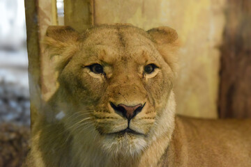 Portrait of a beautiful lion