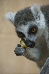 A close up shot of a lemur