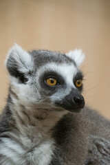 A close up shot of a lemur