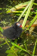 Common moorhen baby in a pond