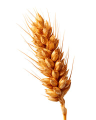 Golden Wheat Ear Isolated on Black Background