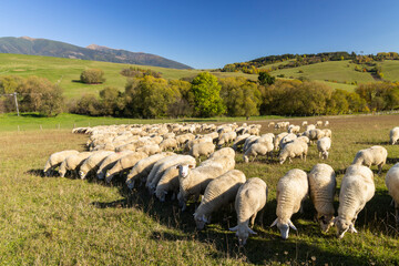 Flock of sheep grazing in a meadow in Bobrovec, Slovakia, during autumn