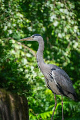 Grey heron with a green background