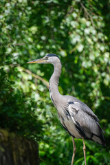 Grey heron with a green background