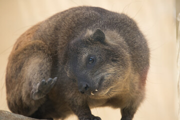 Rock hyrax - close up shot