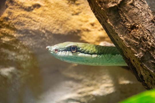 Philodryas baroni - Baron's green racer - close up shot