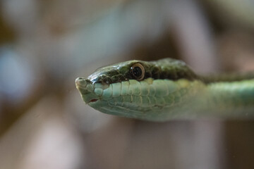 Philodryas baroni - Baron's green racer - close up shot