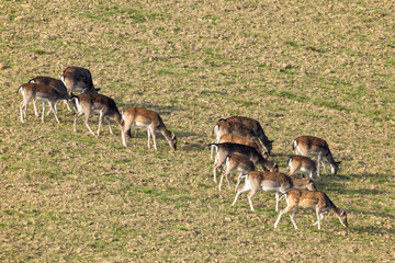 Fallow deer grazing in a field in Slovakia