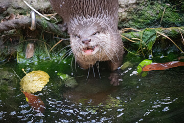 A cute otter at a wild river