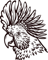 Obraz premium Detailed engraved drawing of a cockatoo parrot head with prominent crest feathers on white background illustration