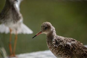 Common redshank - close up shot
