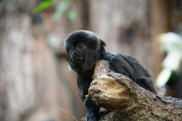 Goeldi's marmoset - Goeldi's monkey - close up shot