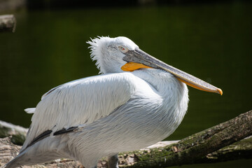 White pelican in nature - close up shot