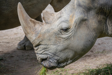 Rhinoceros - close up shot