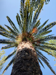 palm tree and blue sky