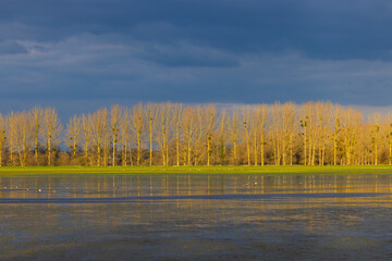 Bare trees reflecting in flooded field in Brittany, France, during winter sunset
