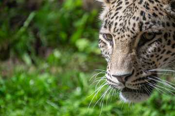A close up shot of a leopard in nature