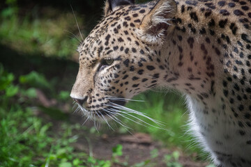 A close up shot of a leopard in nature