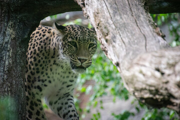 A close up shot of a leopard in nature