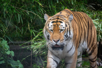 A close up shot of a tiger