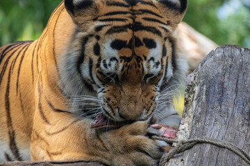 A close up shot of a tiger