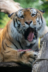 A close up shot of a tiger