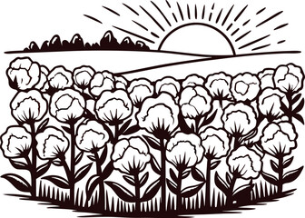 Hand drawn cotton field with blooming plants and sunrise in vintage engraved illustration