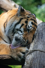 A close up shot of a tiger