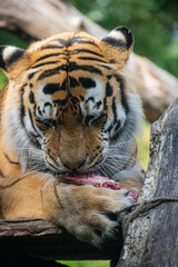 A close up shot of a tiger