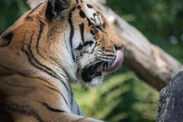A close up shot of a tiger