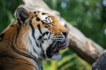 A close up shot of a tiger