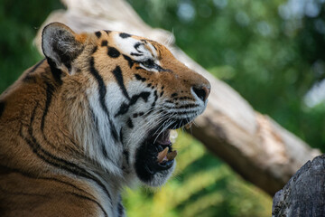 A close up shot of a tiger
