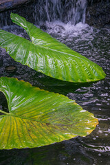 Beautiful botanical shot - natural wallpaper - Leafs at the water