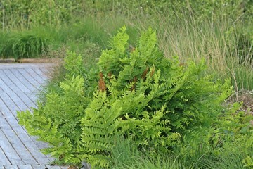 Königsfarn (Osmunda regalis)