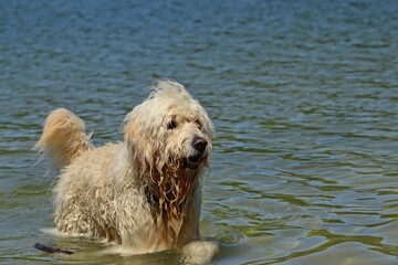 Goldendoodle mit Stock badet am Hundestrand