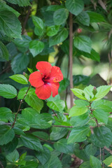 Red hibiscus flower - Close up shot