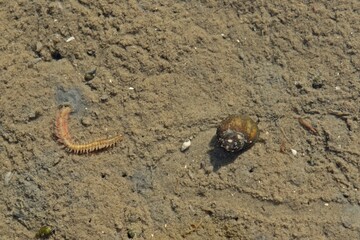 Schillernder Seeringelwurm (Hediste diversicolor)
im Gezeitentümpel