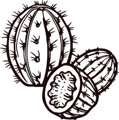 Hand drawn barrel cactus illustration with whole and sliced sections isolated on white background