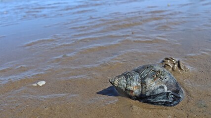 Gehäuse einer Wellhornschnecke (Buccinum undatum) im ostfriesischen Watt