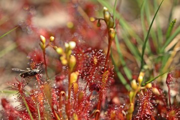 Mittlerer Sonntau (Drosera intermedia) mit Bremse in Ostfriesland