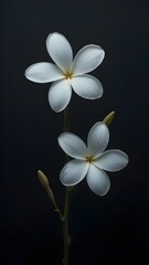 Obraz premium frangipani flower on black background