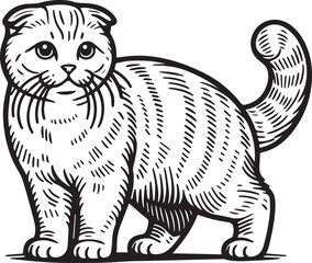 Scottish Fold Cat Vector in black and white
