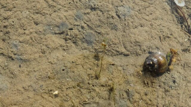 Strandschnecke (Littorina littorea) und winzige Strandkrabben (Carcinus maenas) im ostfriesischen Watt