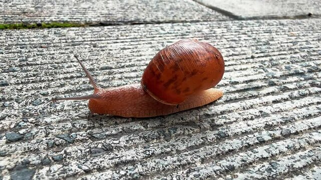 Giant snail crawls slowly across sidewalk in urban area, showcasing unique shell and movement