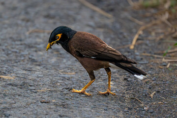 Common Myna
